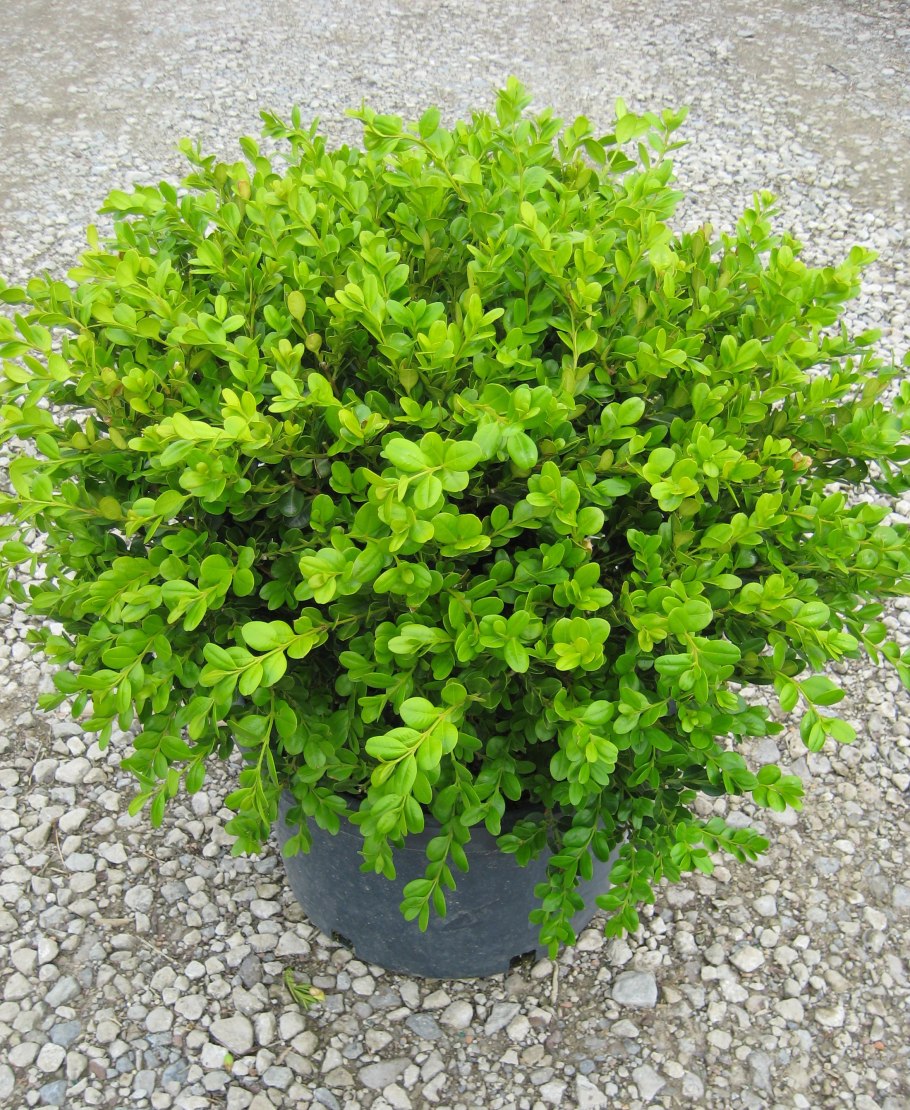 Buxus sempervirens самшит