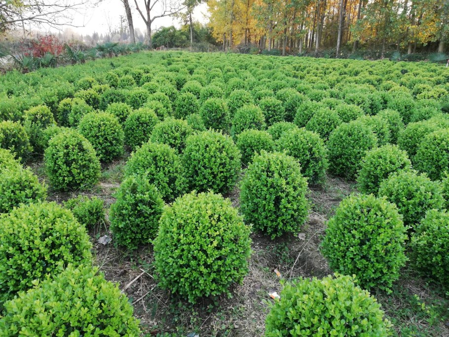 Самшит вечнозеленый rotundifolia