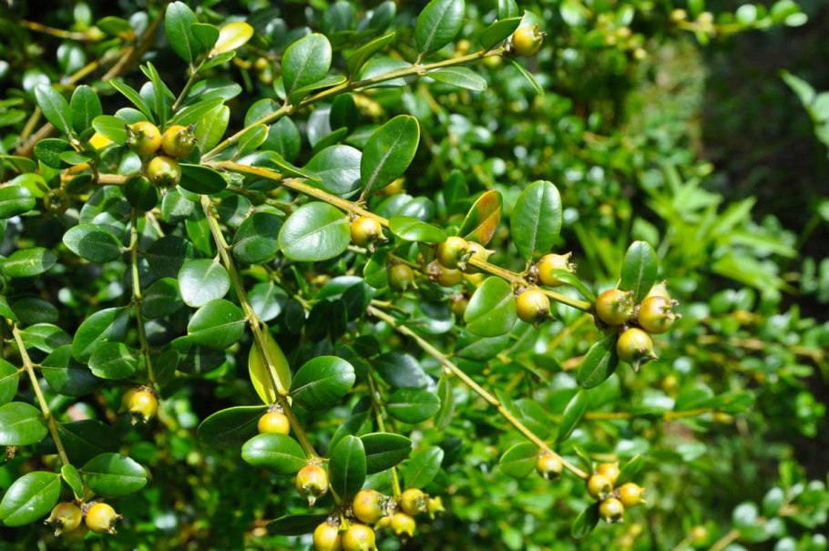 Самшит — Buxus colchica