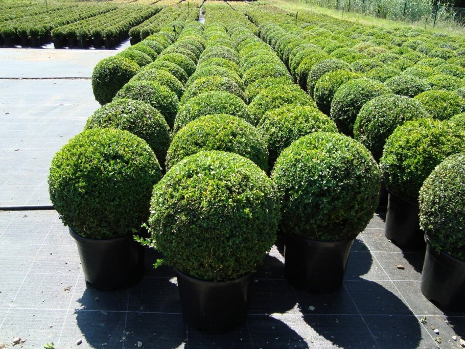 Самшит Buxus