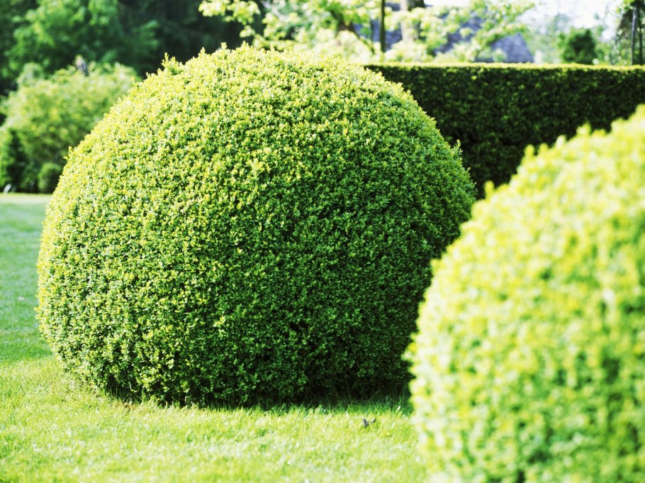 Buxus sempervirens самшит