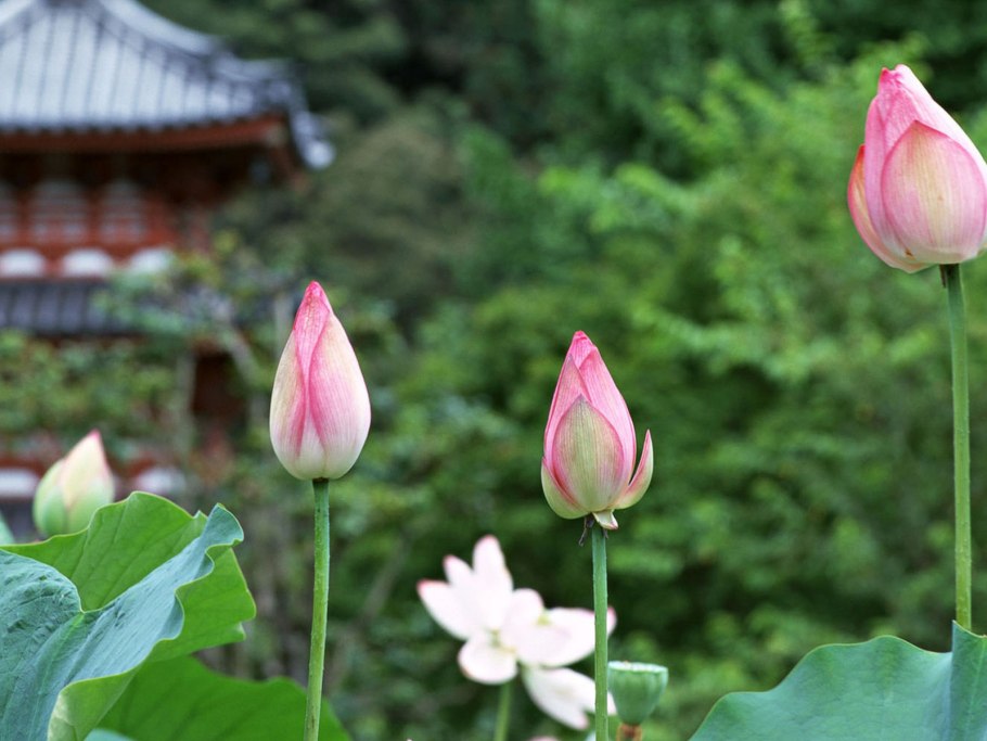 Лотосы в Корее