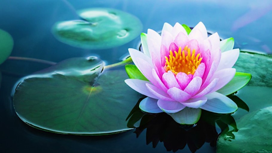 Кувшинка и лотос