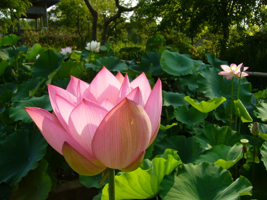 Озеро с лотосами в Японии