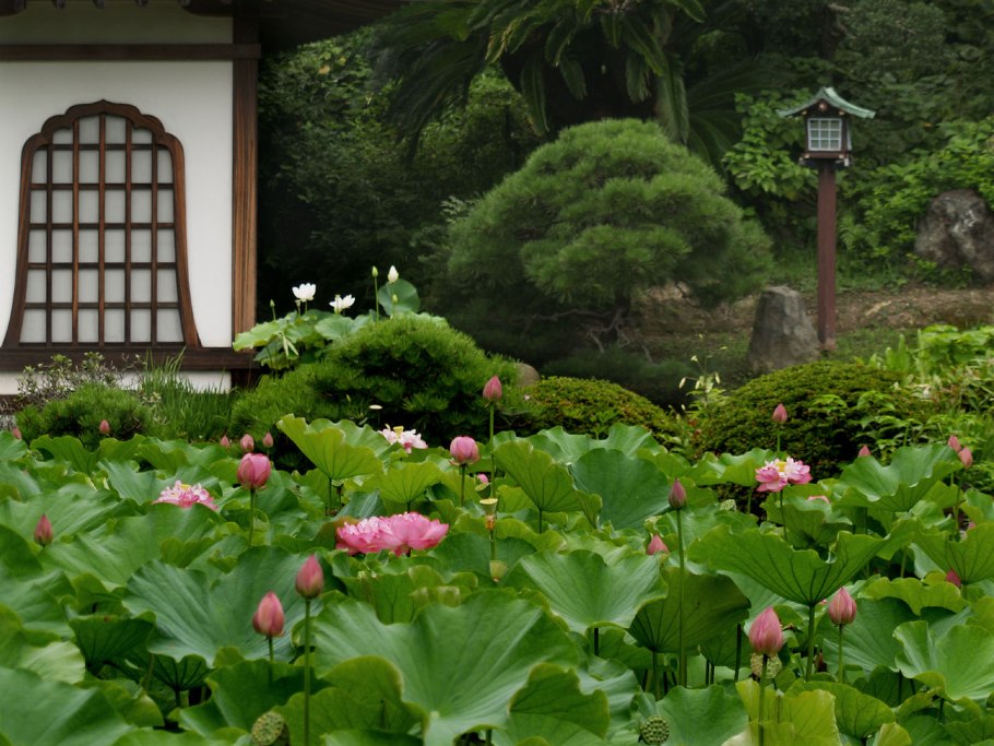 Китайский Лотос цветок