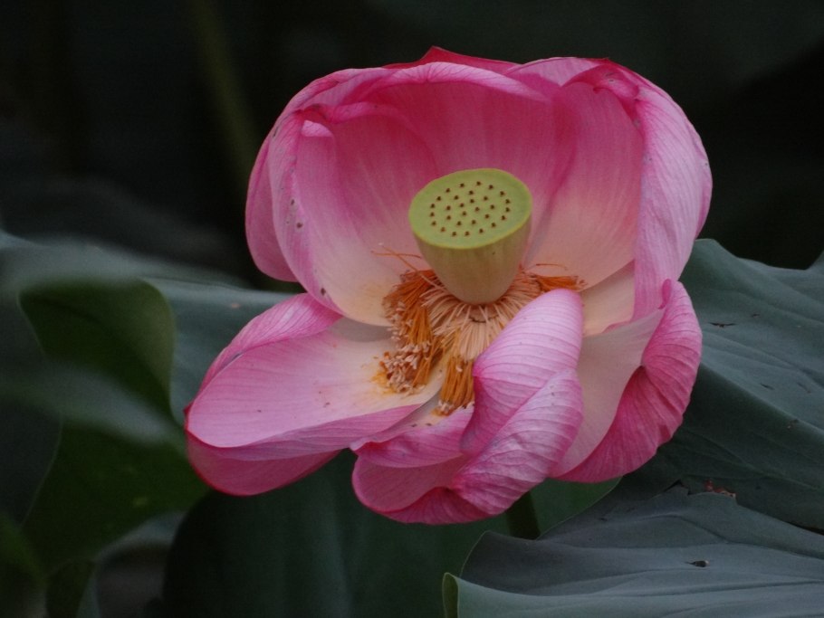 Лотосовый гибрид Lotus Beauty
