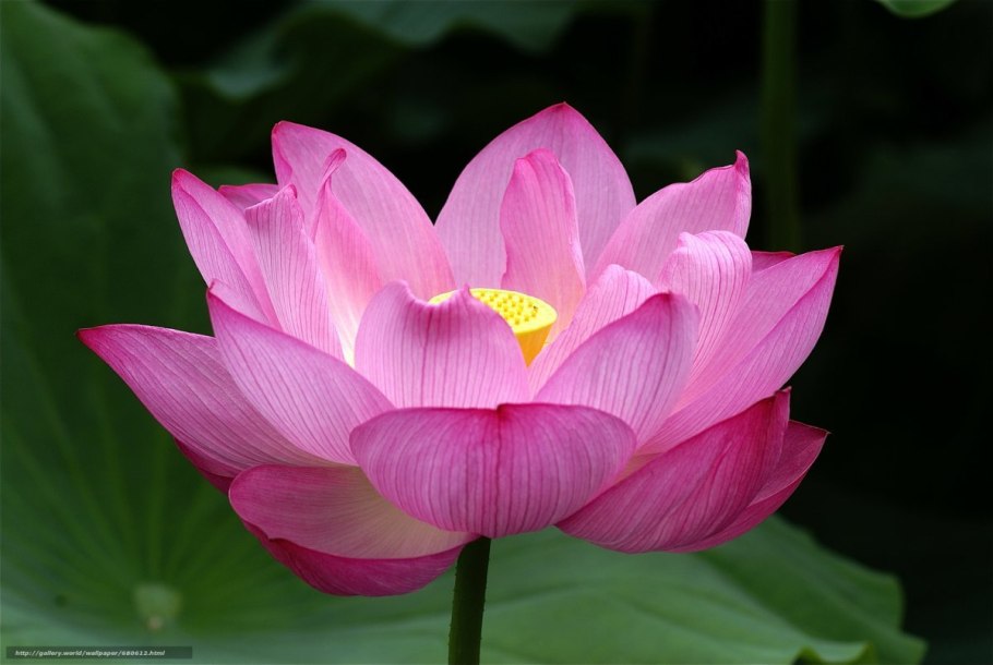 Японский цветок Лотос