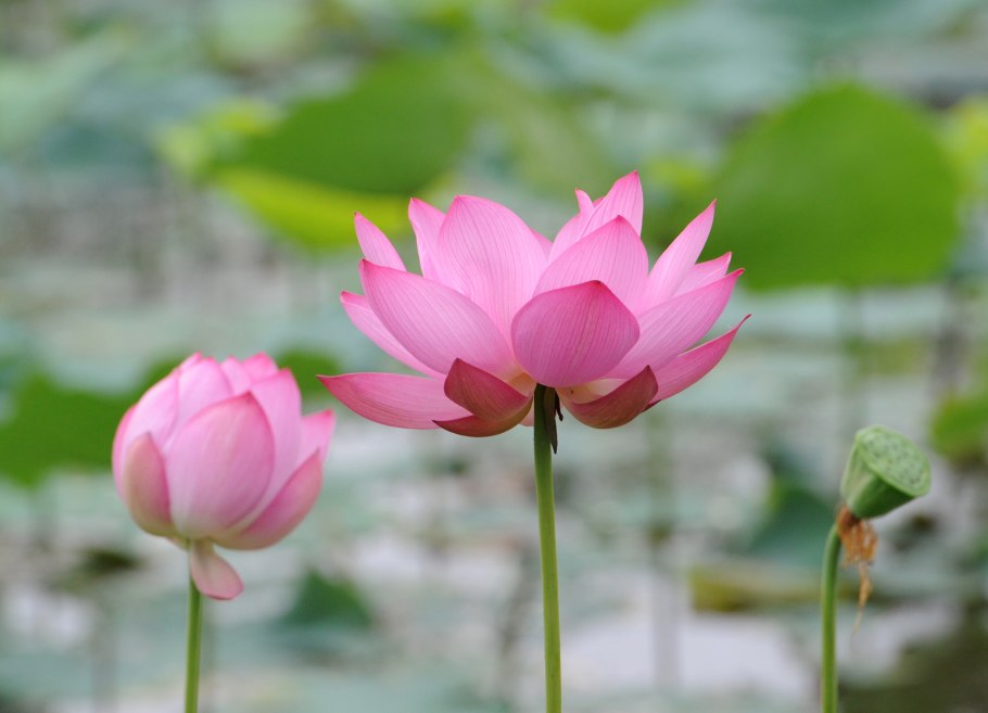 Lotus japonicus