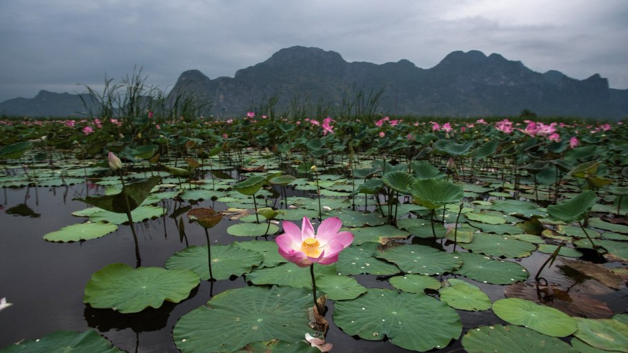 Лотос семилепестковый