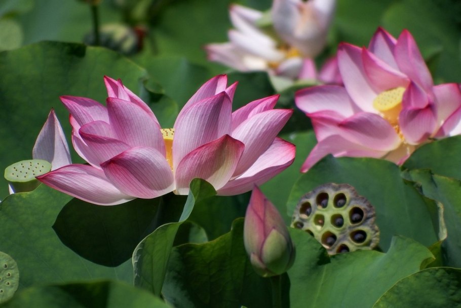 Пейзаж с лотосами