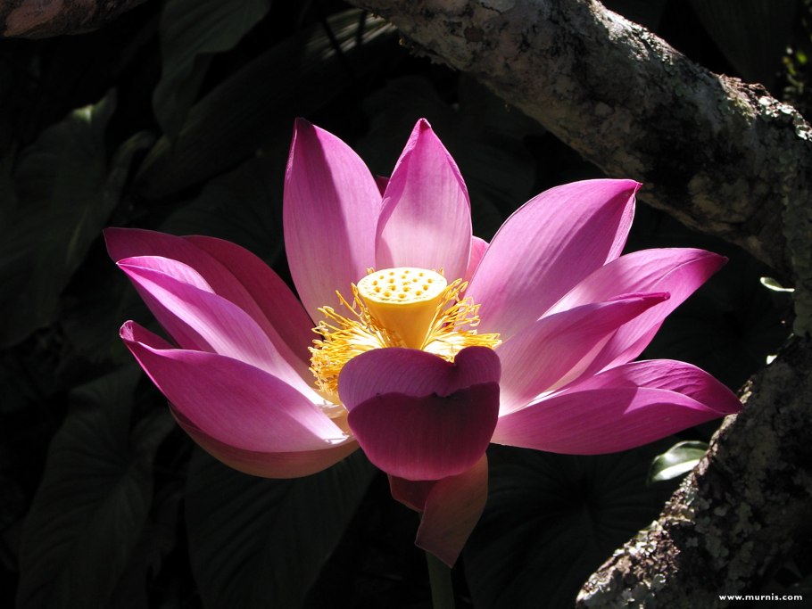 Пион будда лотус