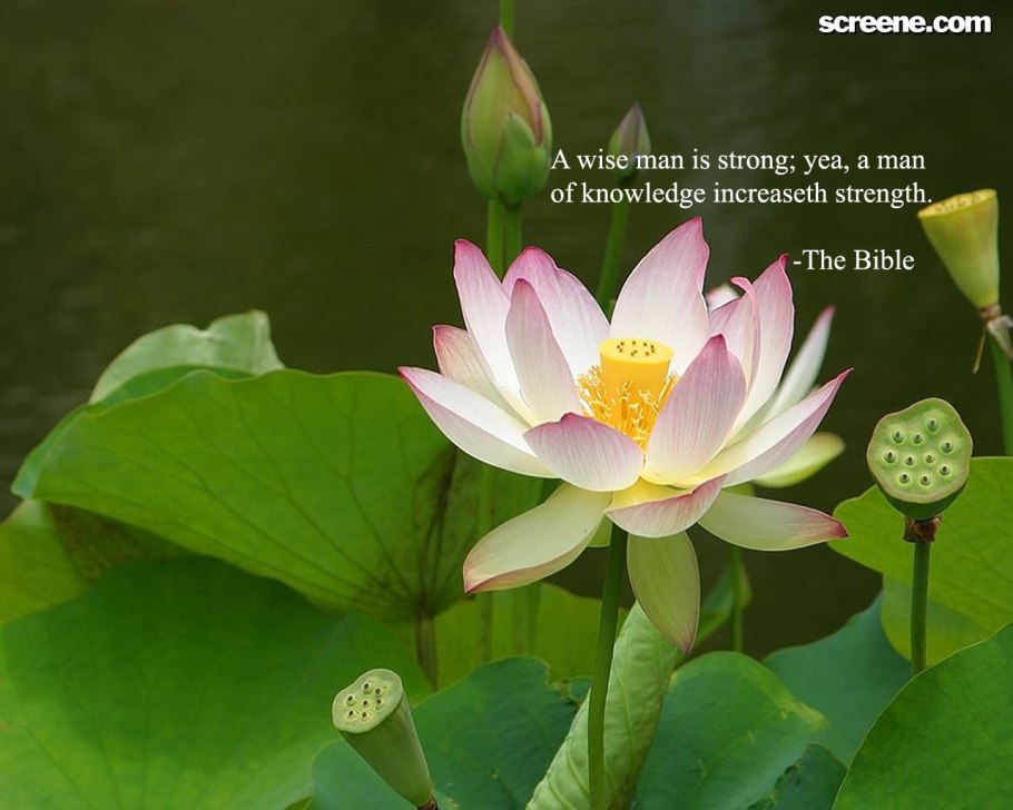 Тайланд цветы Лотос