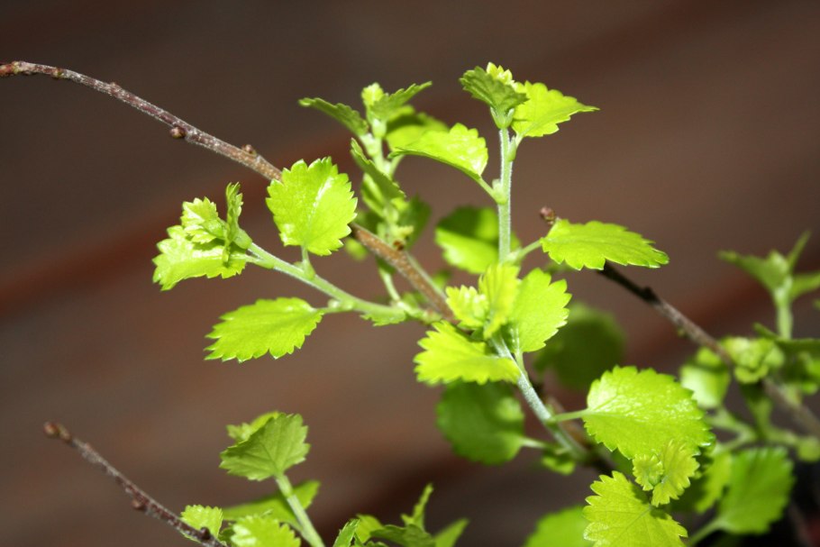 Береза карликовая Betula Nana Golden Treasure