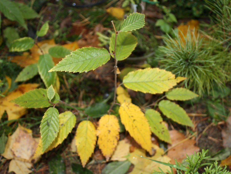 Береза Betula Nana Golden Treasure