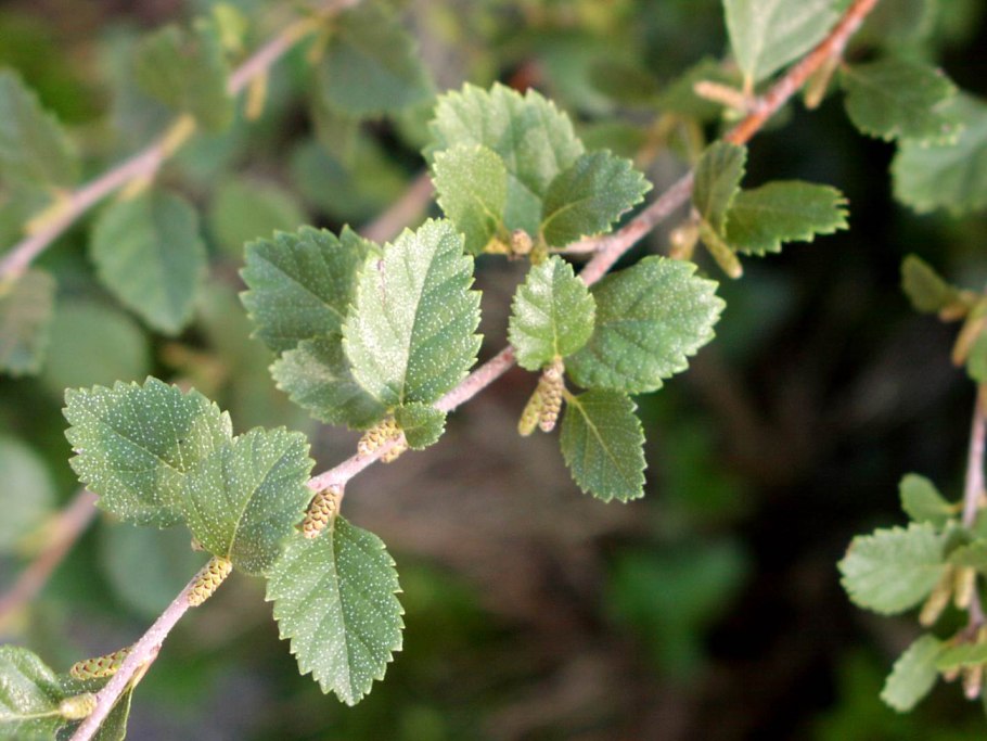 Betula fruticosa