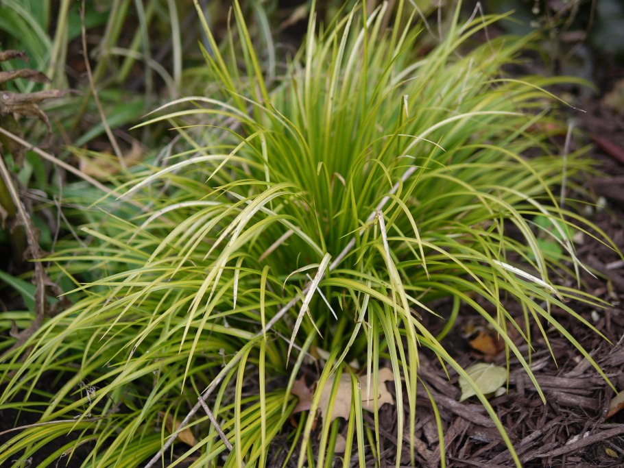 Осока Carex SP.