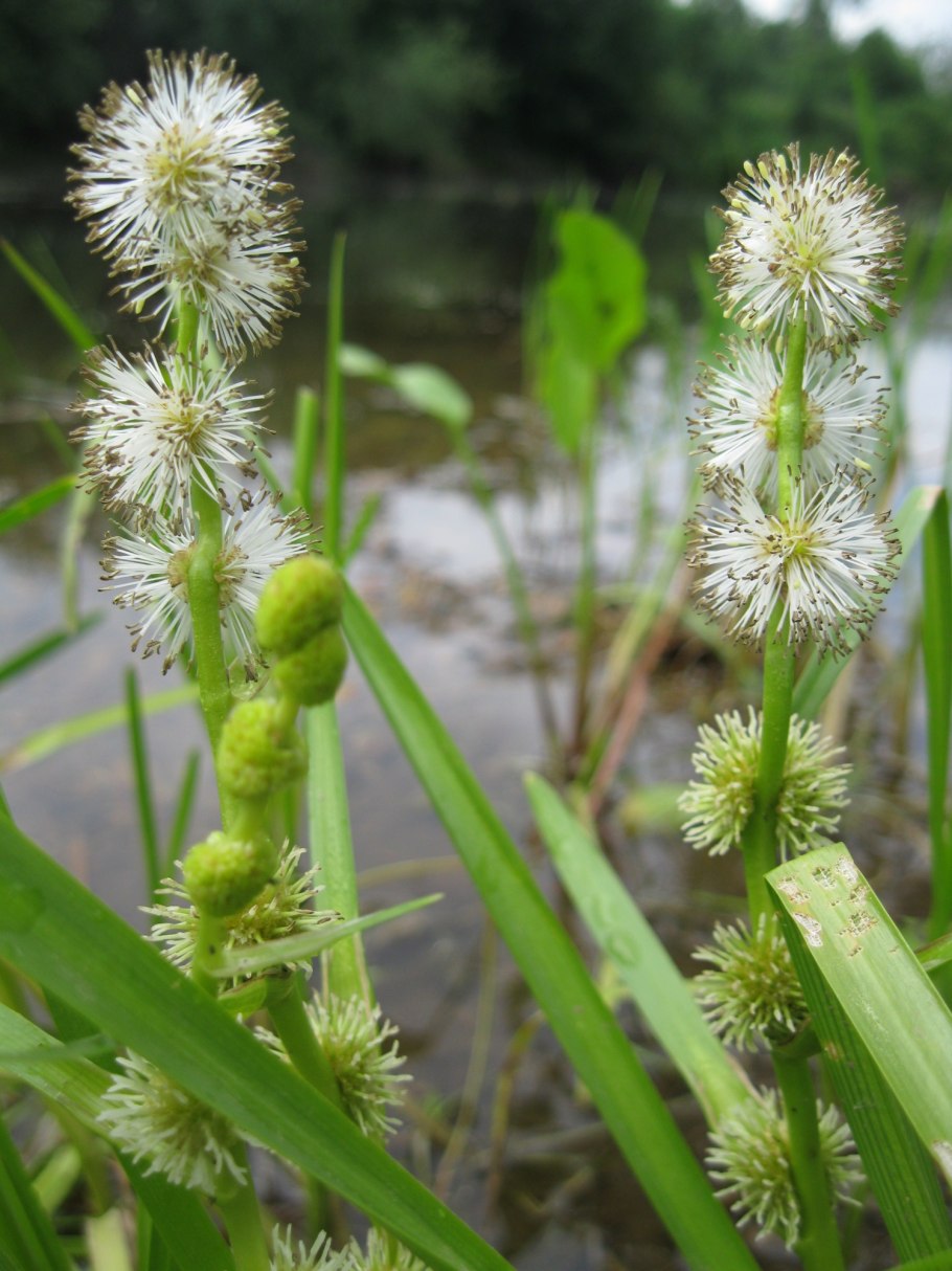 Цветущая Осока