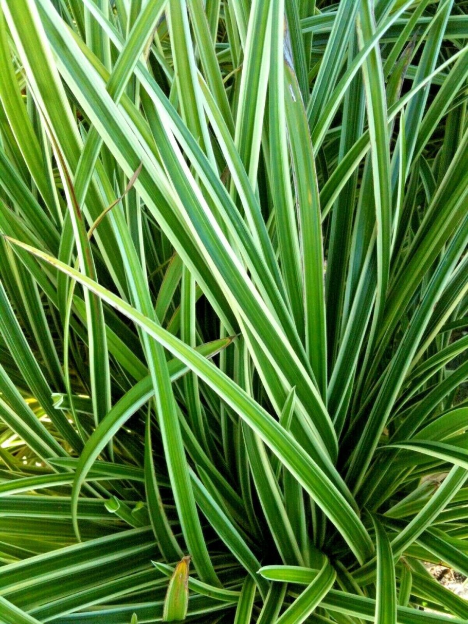 Осока Морроу Вариегата