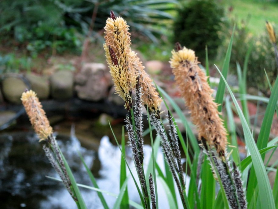 Осока Болотная