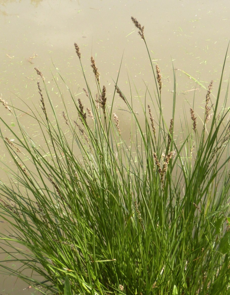 Осока гладконосая