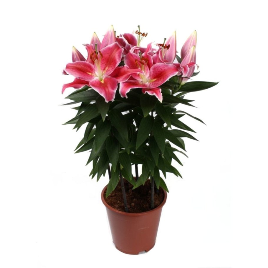 Лилия азиатская микс d14