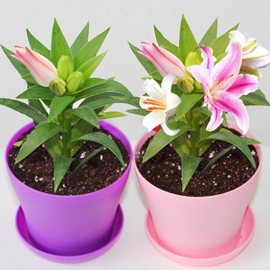 Лилия горшечная Магни корз