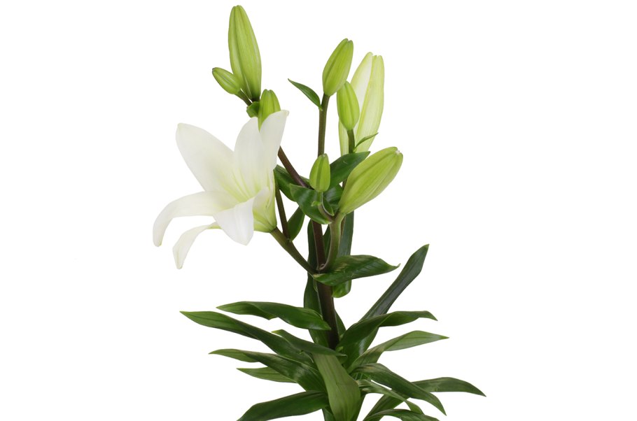 Лилия Willeke Alberti