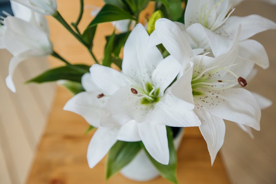 Горшечная Лилия белая