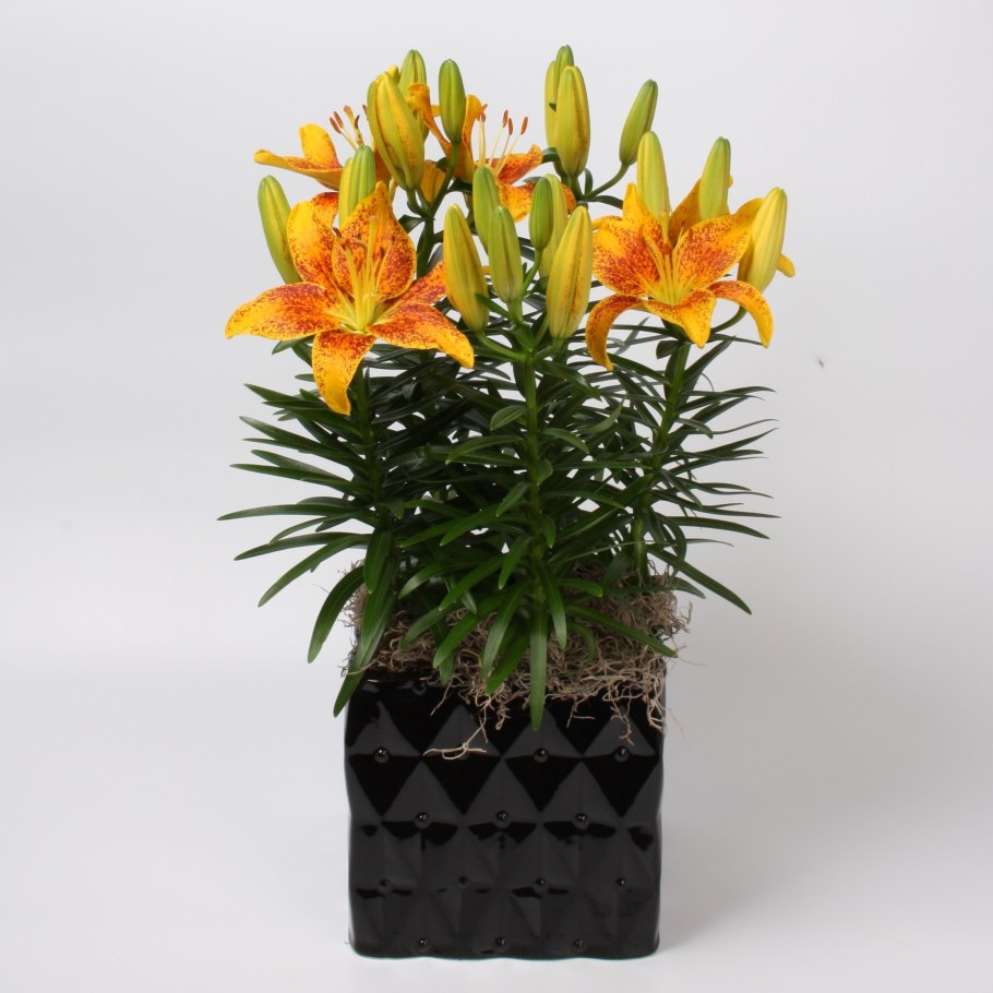 Лилия тайни Пэррот