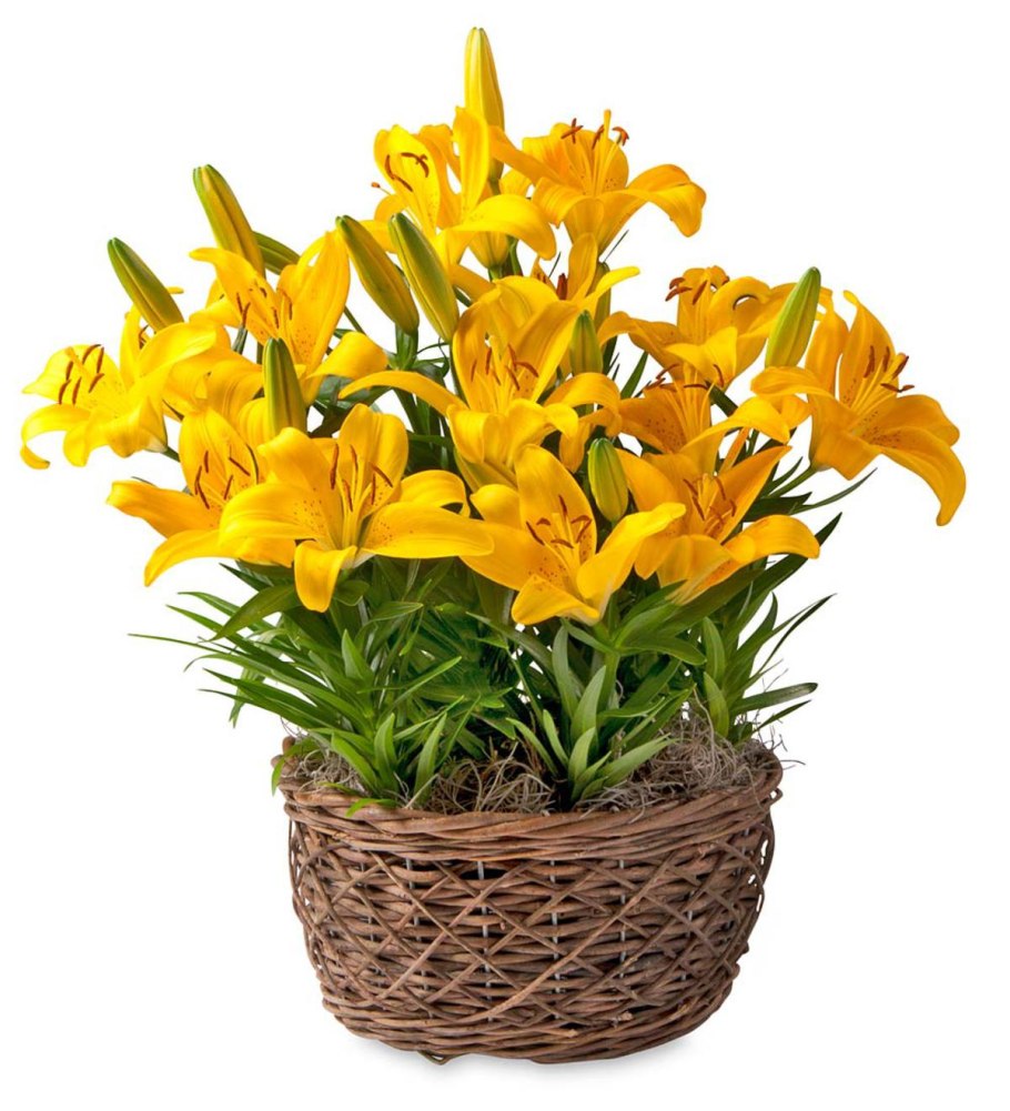 Лилия азиатская горшечная Голден Матрикс