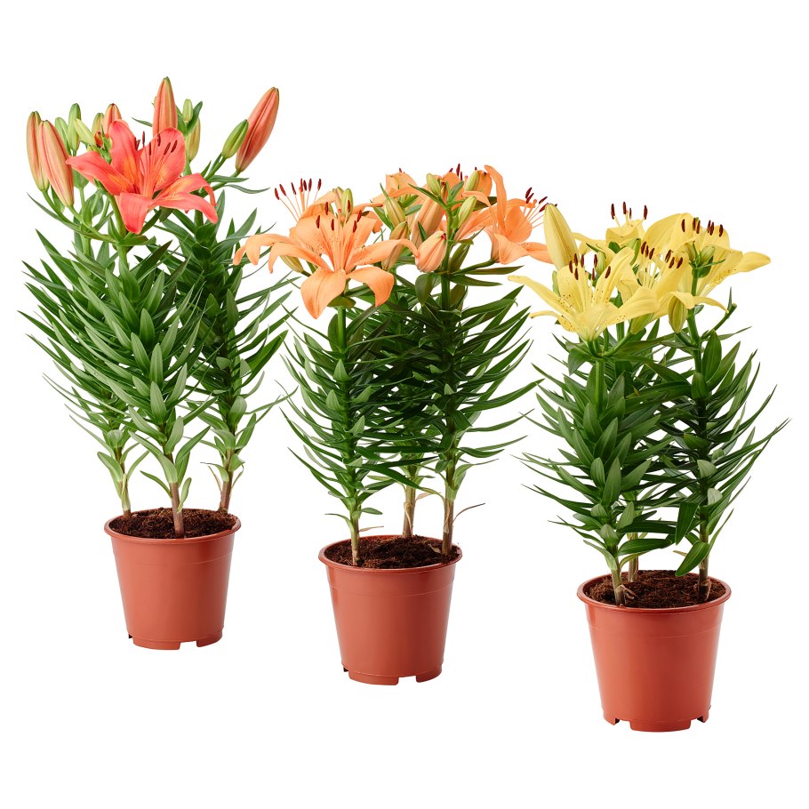 Горшечное растение Лилия d 14