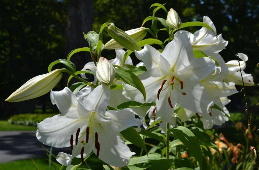 Лилия Аполло домашняя