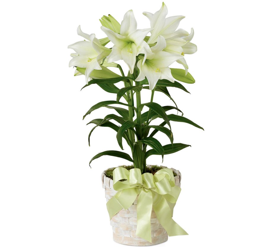 Lilium горшечная
