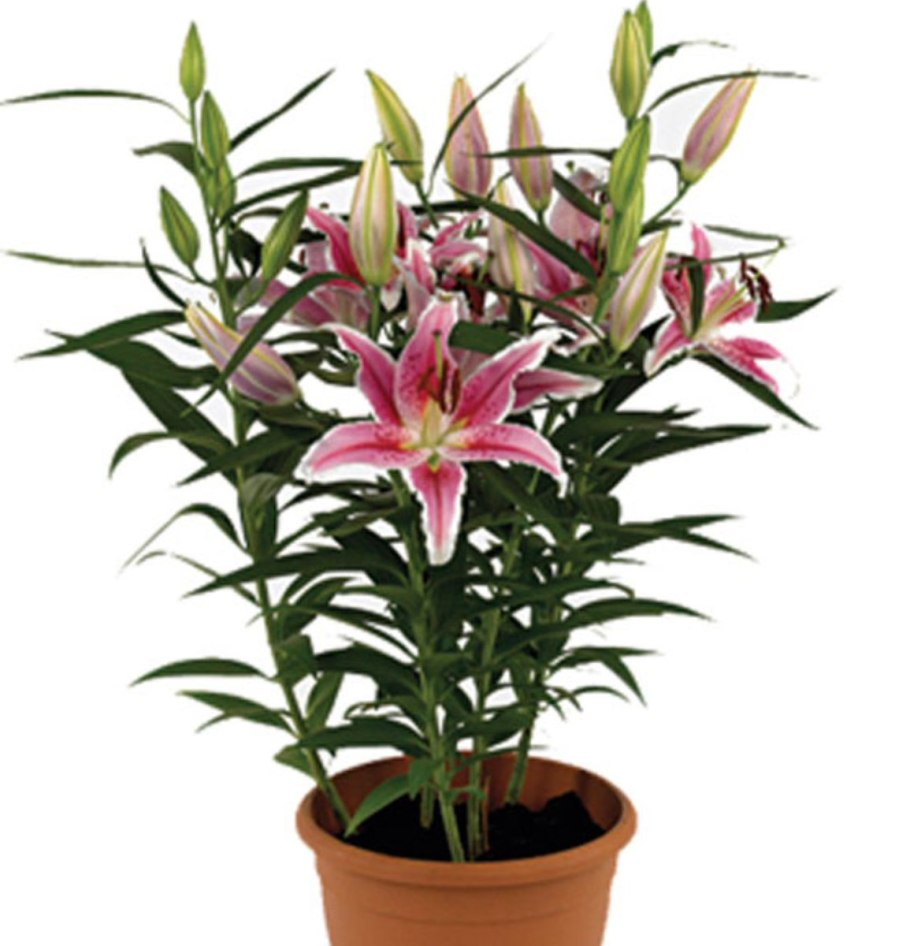 Лилия Восточная Шоувиннер