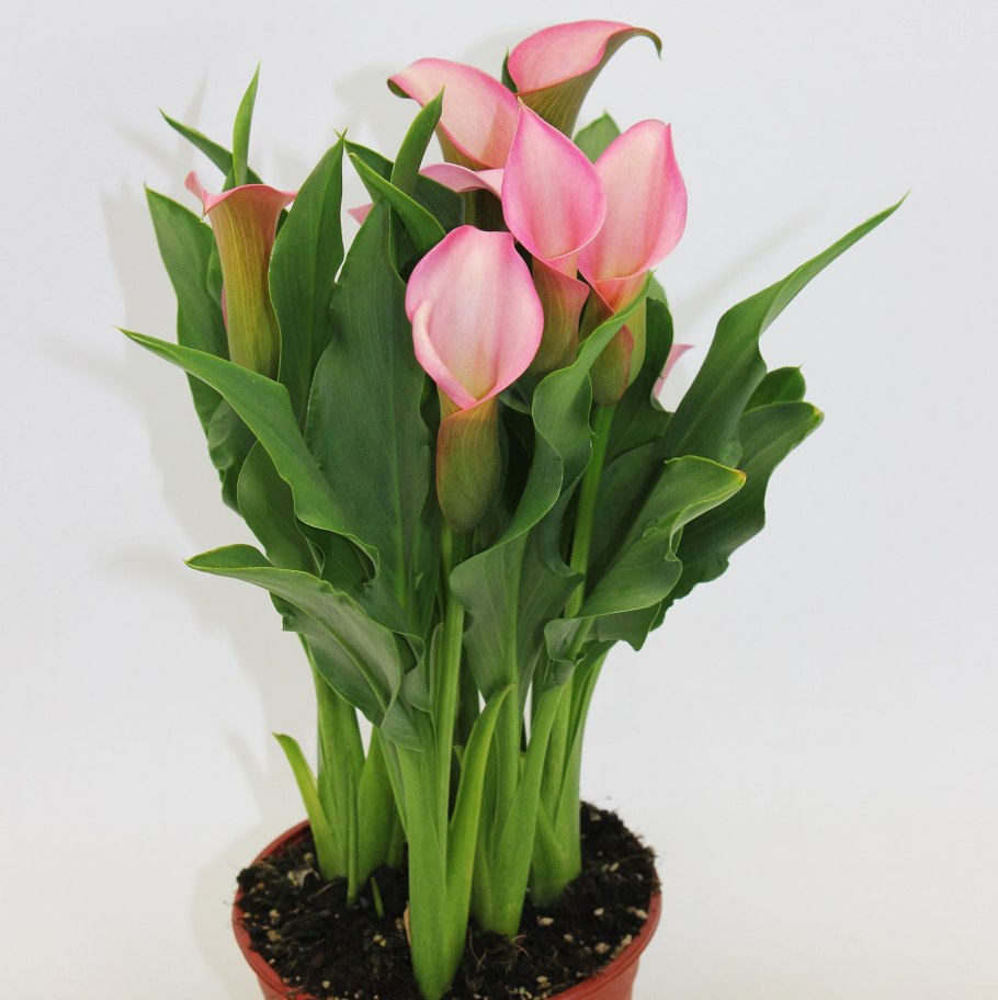 Калла Реманна