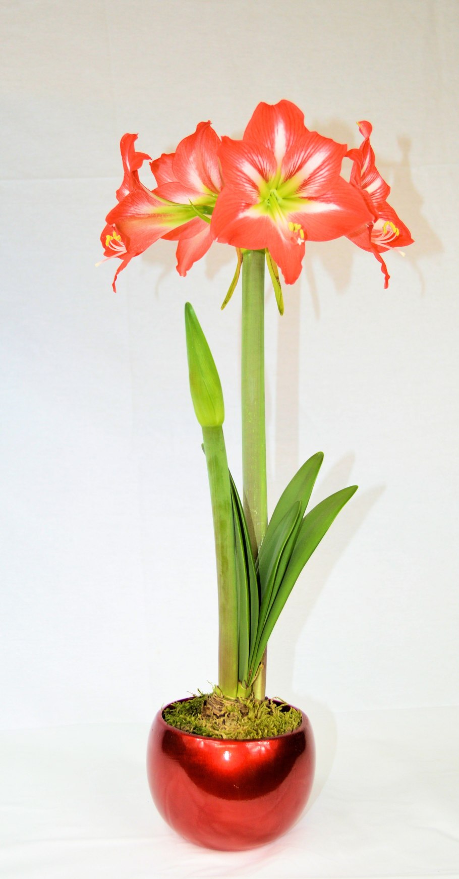Лилия амариллис
