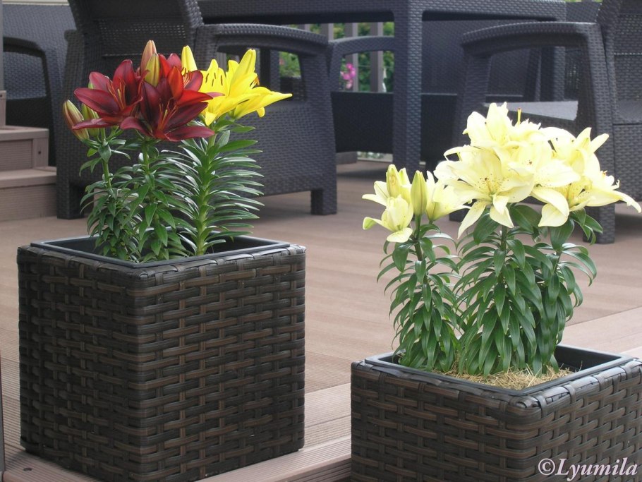 Лилии в контейнерах