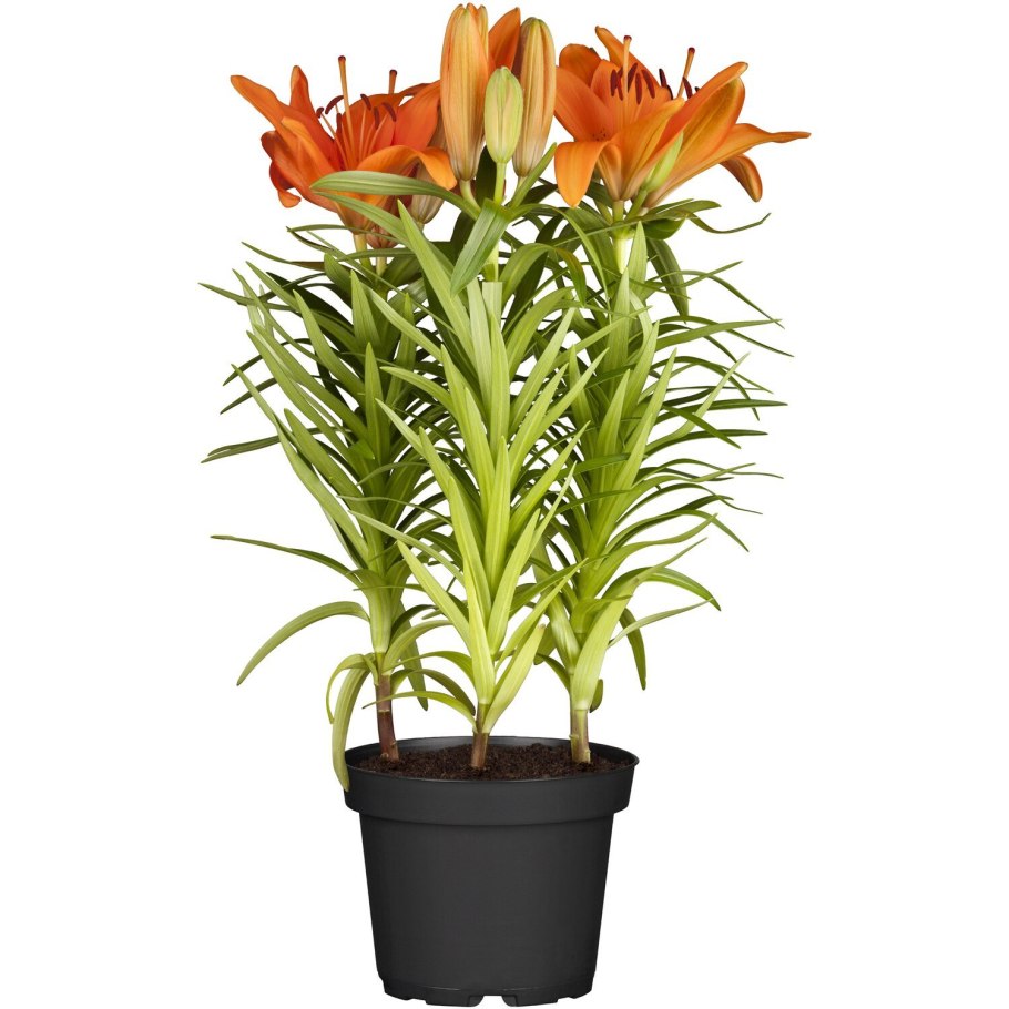 Лилия азиатская горшечная микс