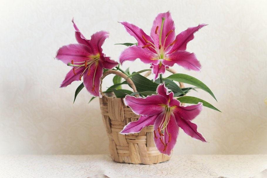 Созвездие цветок лилии