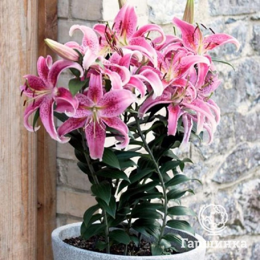 Лилия Аполло домашняя