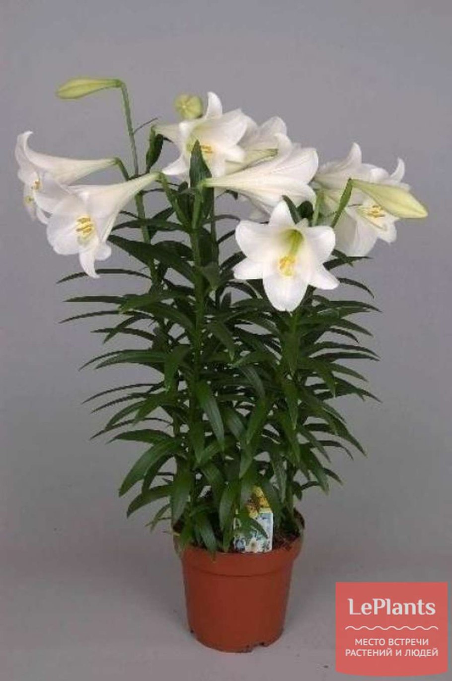 Лилия White American лонгифлорум