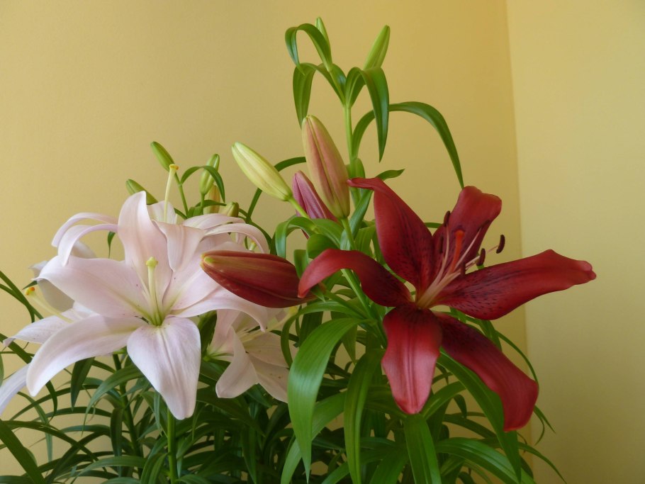 Горшечные лилии