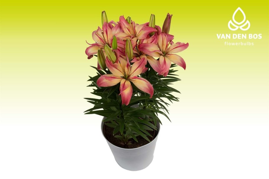 Лилия азиатская Деликейт Джой