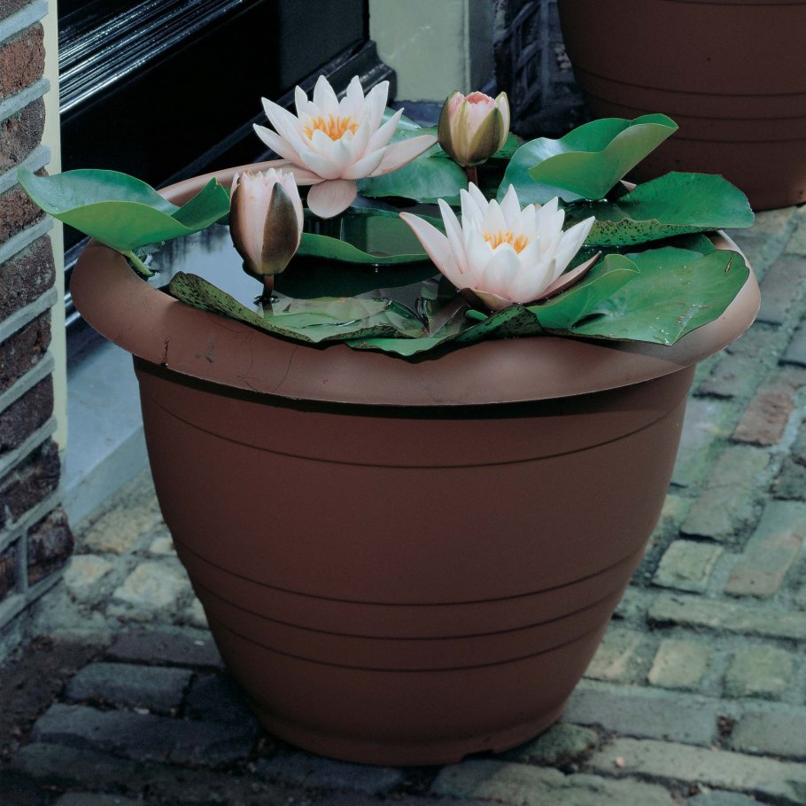 Нимфея мини