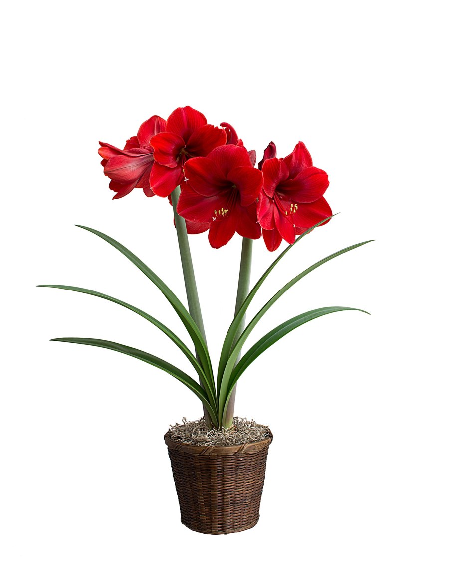 Гиппеаструм Валлота