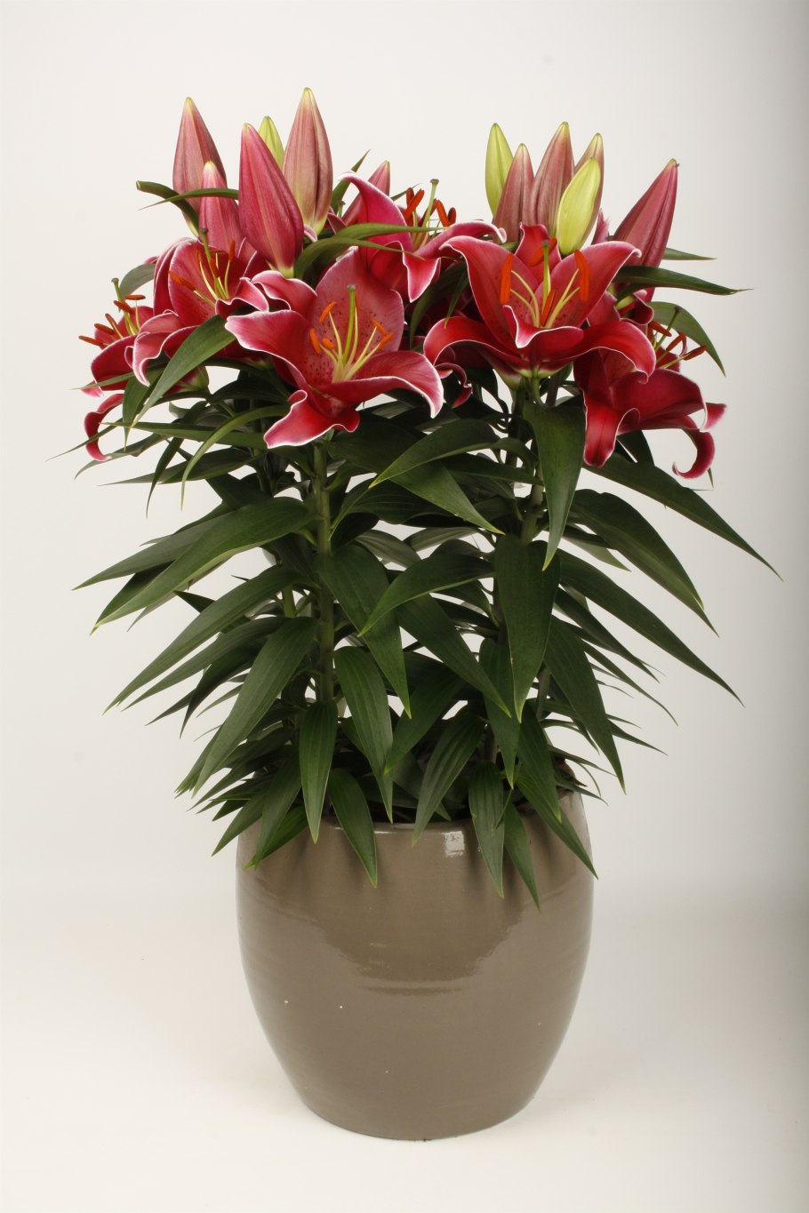 Лилия Sunny Keys