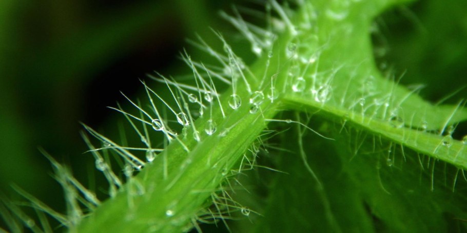 Хлорофилл цветок