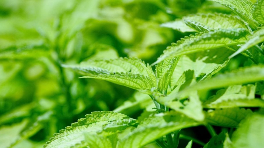 Капли росы на листьях