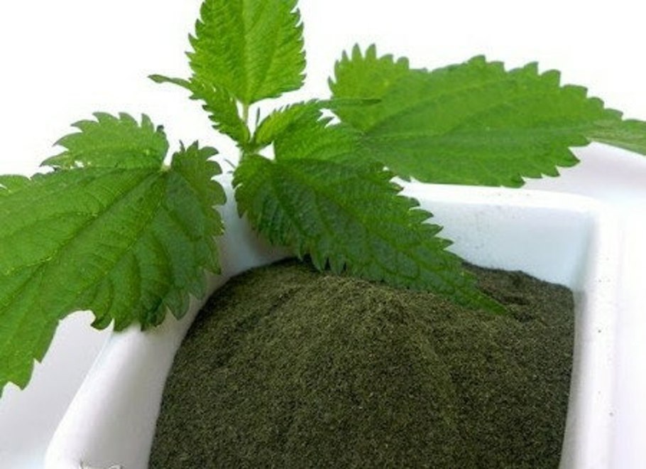 Клетки ряски под микроскопом