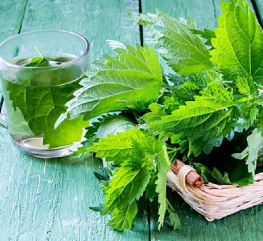 Обои на рабочий стол крапива